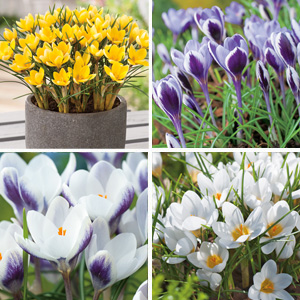 Crocus Specialty Collection
