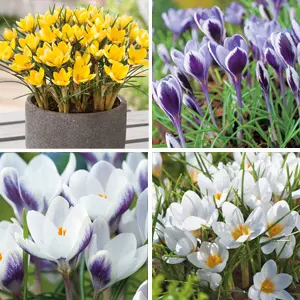 Best Flowers To Plant In Winter Australia Crocus Specialty Collection Colcrosco 2021 - Garden Express Australia