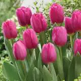 Triumph Tulips