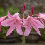 Crinum Lily Pink Pkcripin - Garden Express Australia