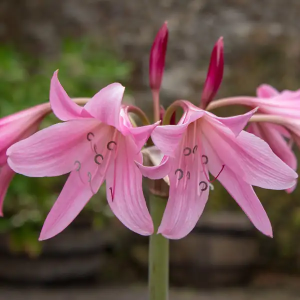 Crinum Lily Pink Crinum Lily Pink