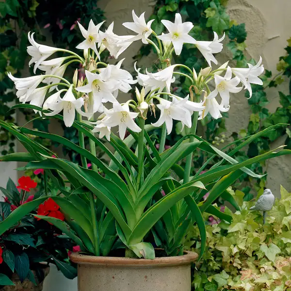 Crinum Lily White