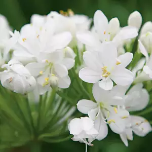 Agapanthus Growing Guide Agapanthus Snowball Fm14271191pa 15 - Garden Express Australia