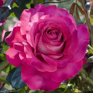 Rose Baronne De Rothschild