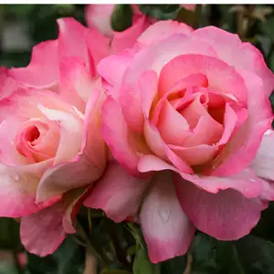 Rose Bold Seduction (pbr)