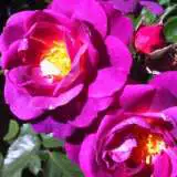 Brindabella Rose Swoon Brindabella Rose Swoon