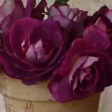 Brindabella Swoon - Garden Express Australia