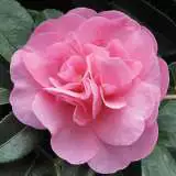 Camellia Jennifer Susan 15 Camellias R Us - Garden Express Australia