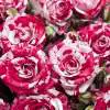 What is a Hybrid Tea Rose? Candy Stripe 16 - Garden Express Australia