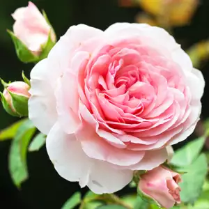 English Shrub Rose Chaucer