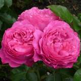 Rose Childs Love Rose Childs Love