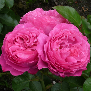 Rose Childs Love Rose Childs Love