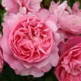David Austin Rose Mary Rose Rosdmro - Garden Express Australia