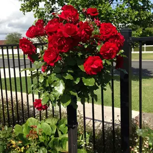 Rose Growing Guide Europeana 16 - Garden Express Australia