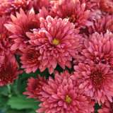 Garden Mum Chrysanthemum Collection