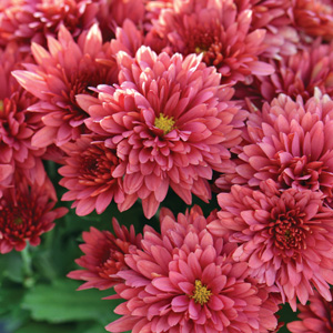Garden Mum Chrysanthemum Collection