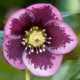 Growing Guide Growing Guide