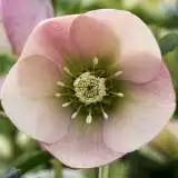 Hellebore Single Apricot Peach 15 Pof - Garden Express Australia