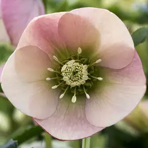 Hellebore Single Apricot Peach