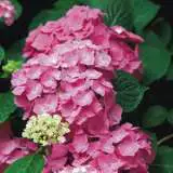 Hydrangea Pia Mia - Garden Express Australia