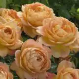 Lady Of Shalott 15 Ausnyson - Garden Express Australia