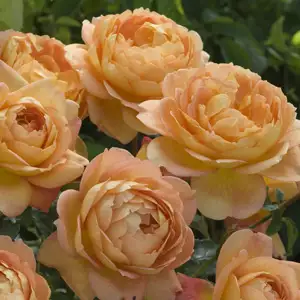 English Shrub Rose Lady Of Shalott (pbr) English Shrub Rose Lady Of Shalott (pbr)
