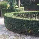 Ligustrum Undulatiam - Garden Express Australia