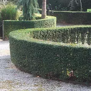 Hedging Pack – Ligustrum Undulatum