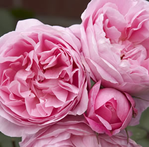 ROSE MARY ROSE - Garden Express