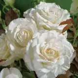 Memoire 15 Fot - Garden Express Australia