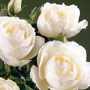 Rose Princess Of Wales (pbr)