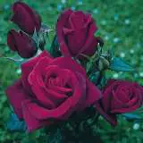 Rose Blackberry Nip Rose Blackberry Nip