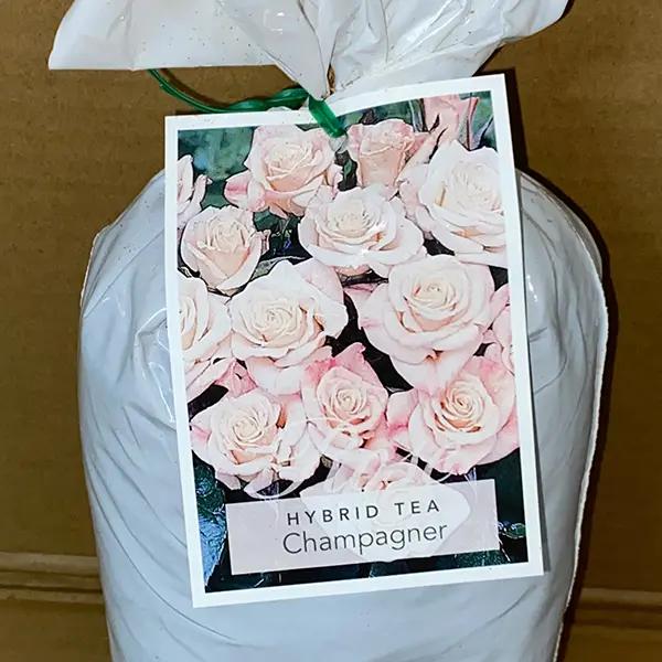 Rose Champagner