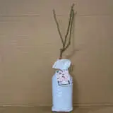 Rose Champagner Rose Champagner