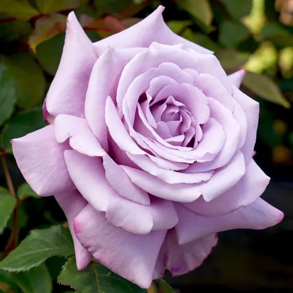 Rose Charles De Gaulle