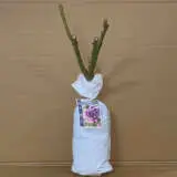 Rose Charles De Gaulle Rose Charles De Gaulle