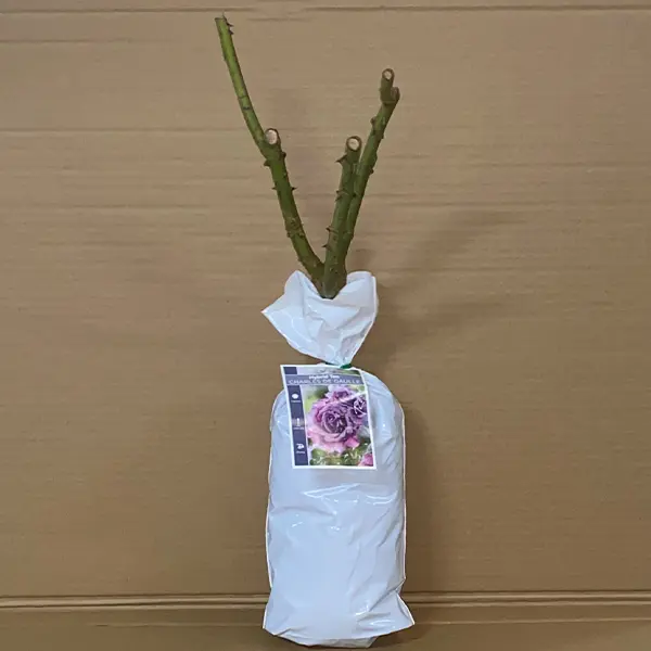 Rose Charles De Gaulle