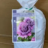 Rose Charles De Gaulle Rose Charles De Gaulle