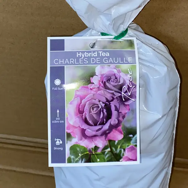 Rose Charles De Gaulle