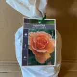 Rose Just Joey Rose Just Joey