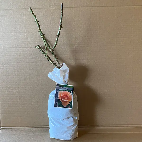 Rose Just Joey Rose Just Joey