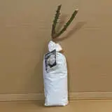 Rose Memoire Rose Memoire