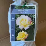 Rose Peace Rose Peace