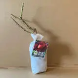 Rose The R.s.l Rose Rose The R.s.l Rose