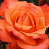 Rose Remember Me Roshrme - Garden Express Australia