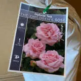 Rose The Childrens Rose Rose The Childrens Rose