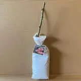 Rose The Childrens Rose Rose The Childrens Rose