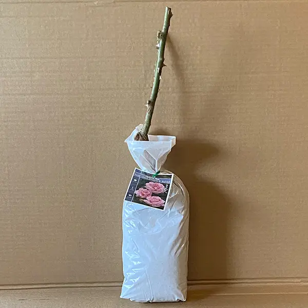 Rose The Childrens Rose