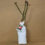 Rose Granada Rose Granada