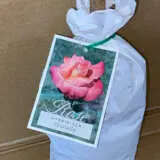 Rose Granada Rose Granada